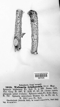 Image Associated With the Occurence